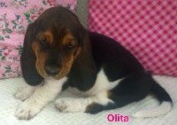 OLITA