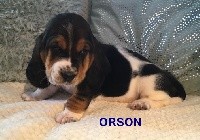 ORSON