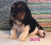 OLITA