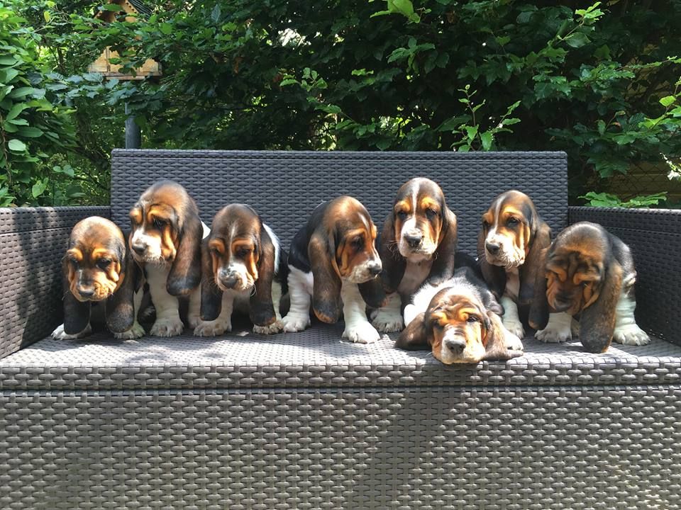 Des Tendres Cabochards - Basset Hound - Portée née le 17/05/2018